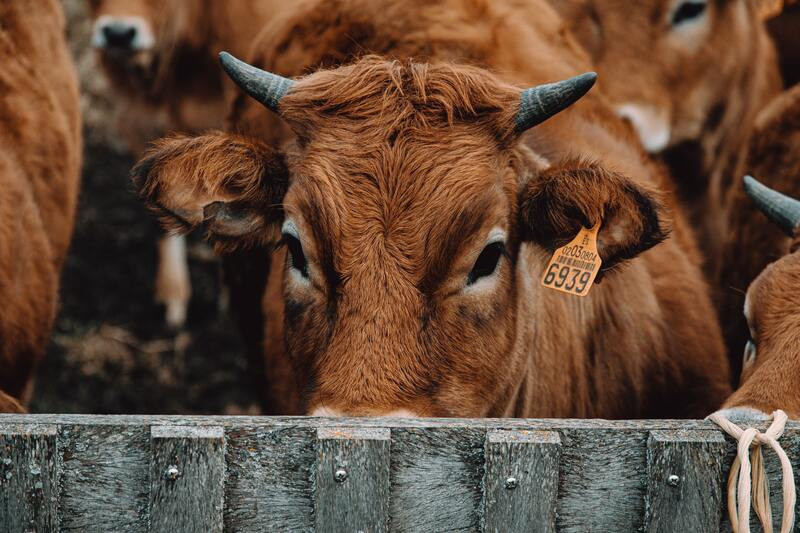 La BVD en los comederos para vacas